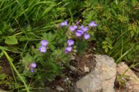 2015-06-25_03Gramaijoch (162).JPG